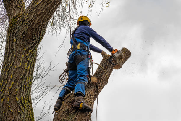 Best Arborist Services Near Me  in Atherton, CA